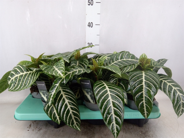 <h4>Aphelandra squar. 'Botanica'</h4>