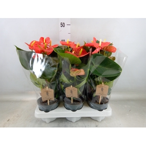 Anthurium andr. 'Prince of Orange'