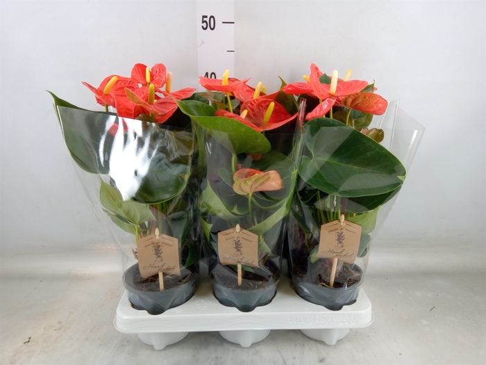 <h4>Anthurium andr. 'Prince of Orange'</h4>