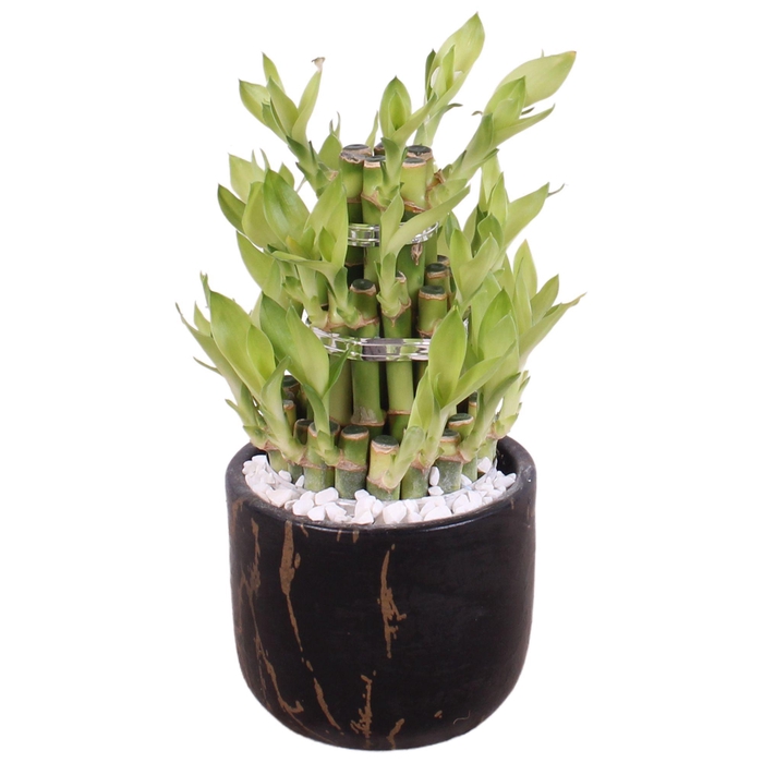 <h4>Lucky Bamboo Shape Round 3S Ø11cm Ceramic PL469</h4>