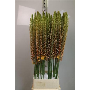 Eremurus Golden Cleo