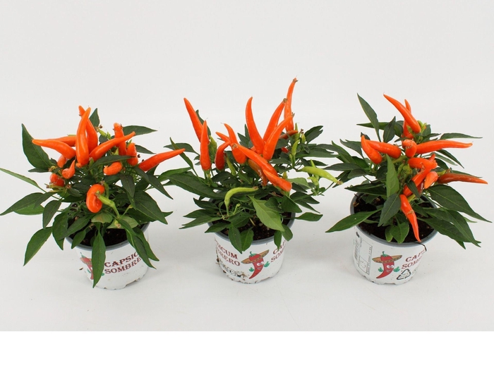 <h4>Capsicum Hup Hup</h4>