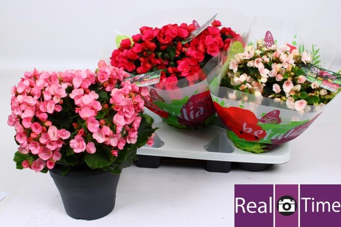 <h4>BEG EN BETULIA GEM</h4>