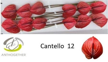 <h4>Anth A Cantello</h4>
