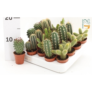CACTUS GEM