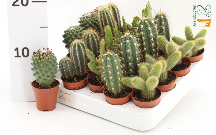 <h4>CACTUS GEM</h4>