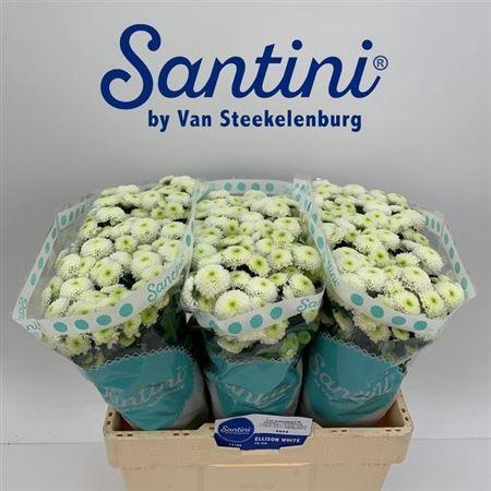 <h4>Chr San Ferry</h4>