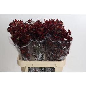 Anigozanthos Early Spring