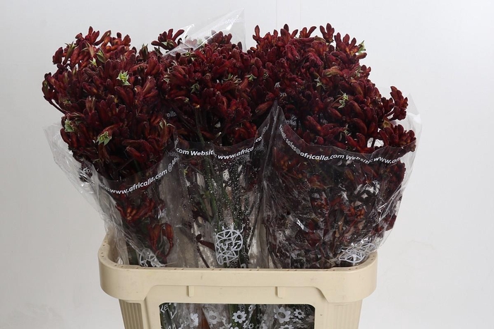 <h4>Anigozanthos Early Spring</h4>