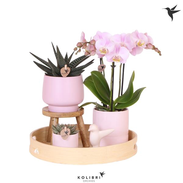 <h4>Kolibri Green up your home Gift Set Love pink</h4>