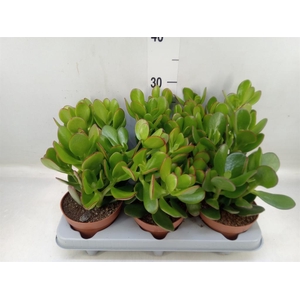 Crassula ovata 'Sunset'