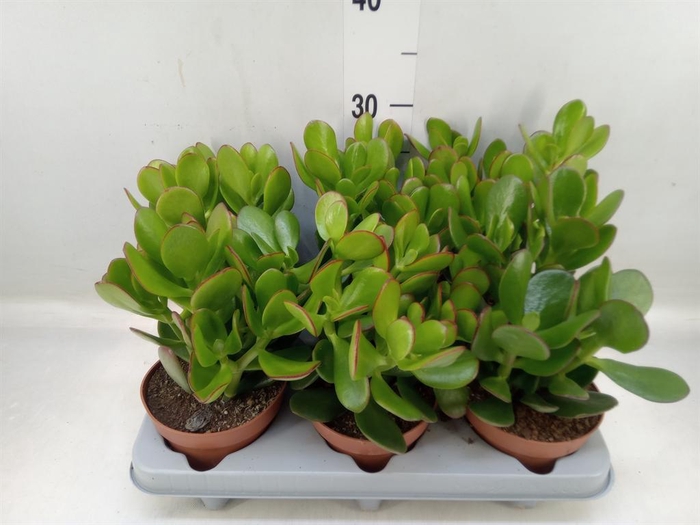<h4>Crassula ovata 'Sunset'</h4>