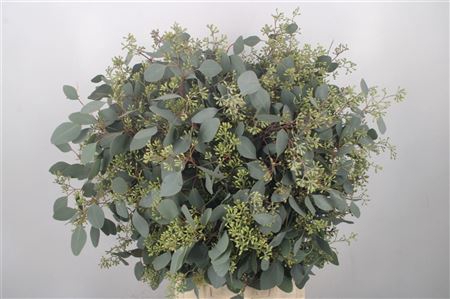 <h4>Euc Populus Berry Per Bunch 400 Gram S U P E R</h4>