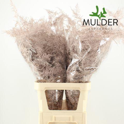 <h4>Asp KLB H% L. Getopt Champagne</h4>