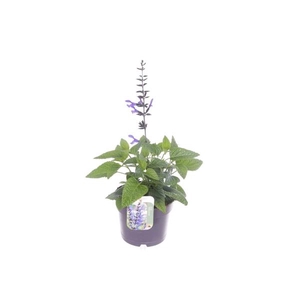 Salvia Black & Bloom