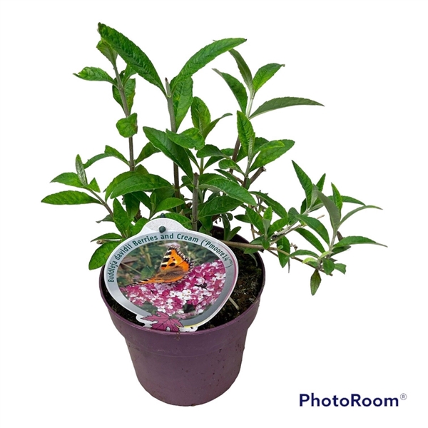 <h4>Buddleja dav. 'Berries & Cream' P19</h4>
