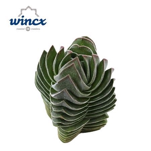 Crassula Buddha Temple Cutfl (diameter 3cm) Wincx-