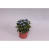 Myosotis Blue