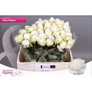 Paeonia Ivory Victory | Heavy Quality