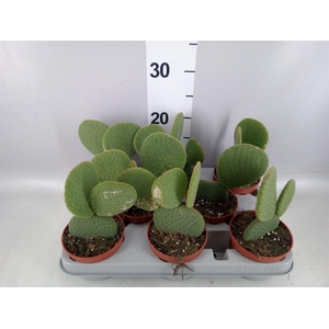 Opuntia