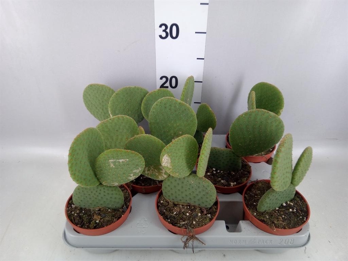 <h4>Opuntia</h4>