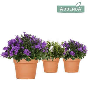 Campanula Addenda Ambella mix in Terracotta pot