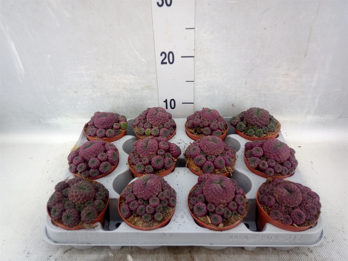 Rebutia muscula