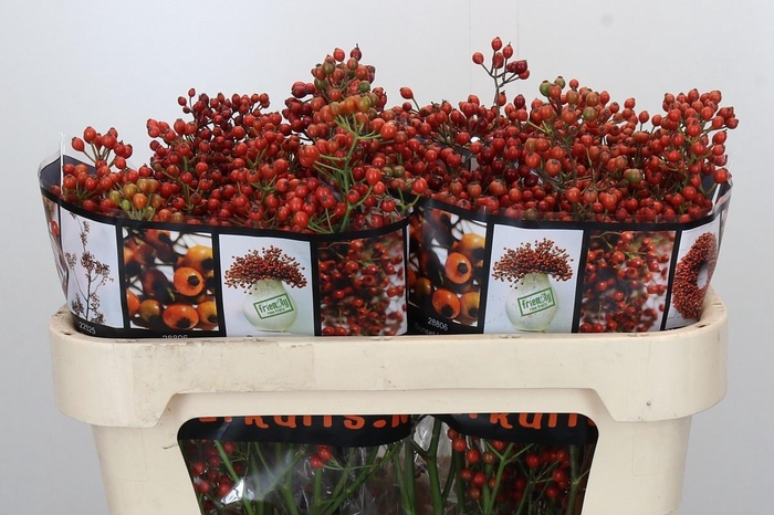 <h4>ROSA AUT ROSEFRUITS</h4>