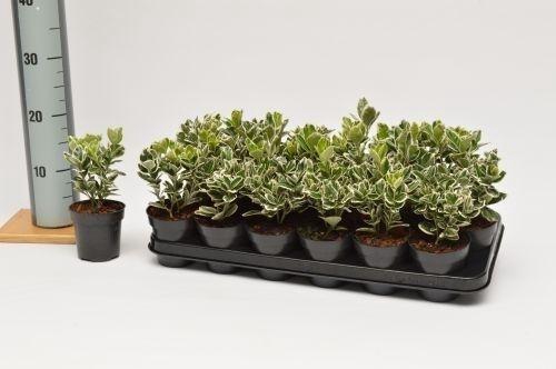 <h4>Euonymus jap. Kathy</h4>