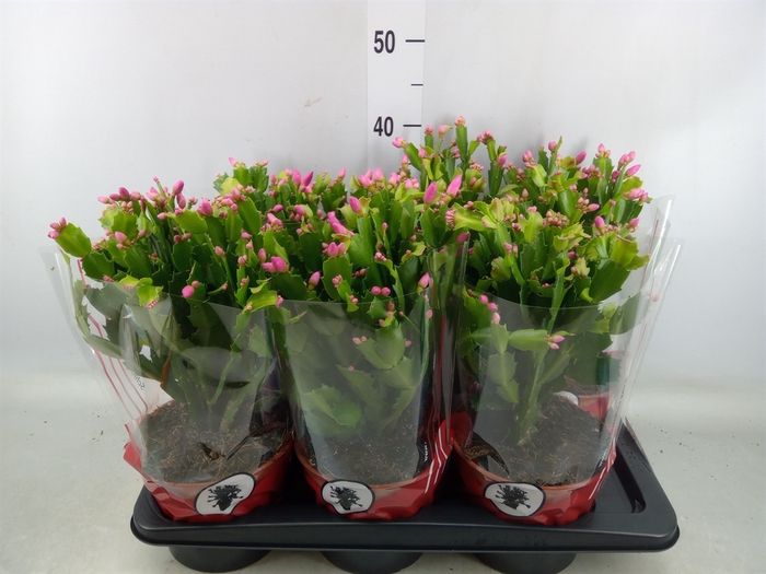 <h4>Schlumbergera   ...</h4>