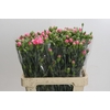 Dianthus Sp Yongo Cerise