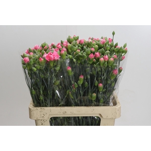 Dianthus Sp Yongo Cerise