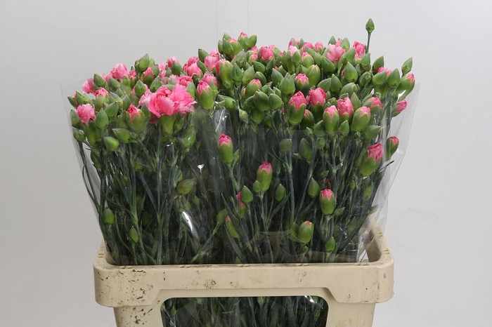 Dianthus Sp Yongo Cerise
