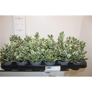 Euonymus Jap Kathy