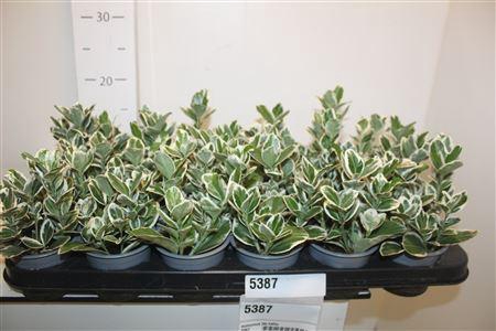 <h4>Euonymus Jap Kathy</h4>