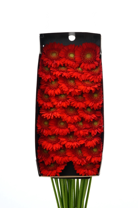 <h4>Germini Curry Doos</h4>