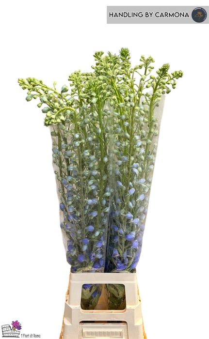 <h4>DELPH DU AURORA BLUE</h4>