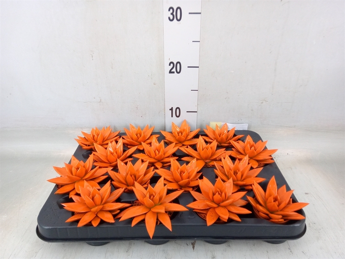 <h4>Echeveria  'Miranda'</h4>