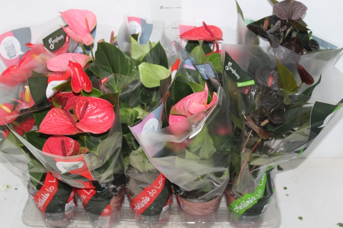 <h4>ANTHURIUM VARIADO P12</h4>