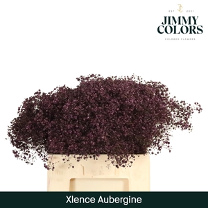 Gyps xlence L60 Aubergine