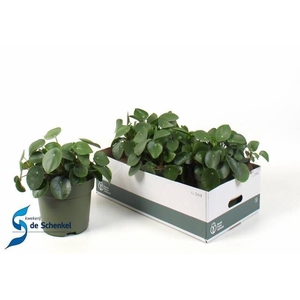 PILEA PEPEROMIOIDES