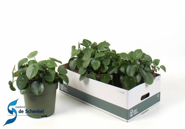 <h4>PILEA PEPEROMIOIDES</h4>