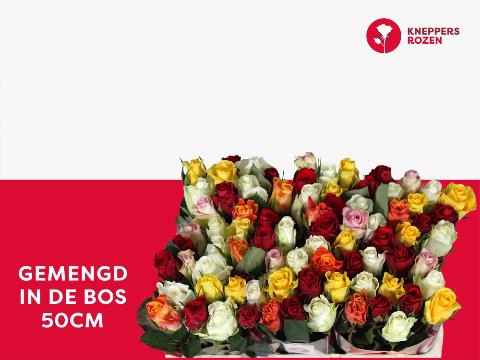 <h4>R GR GEM IN BOS</h4>