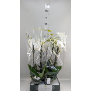 Phalaenopsis ...white
