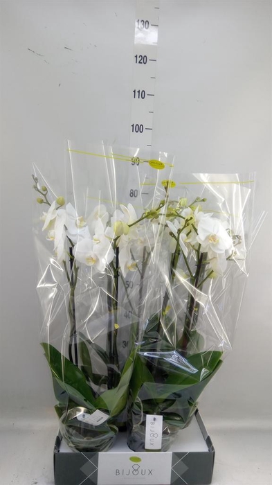<h4>Phalaenopsis ...white</h4>