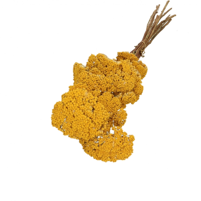 <h4>Droogbloem Achillea 65cm x12</h4>