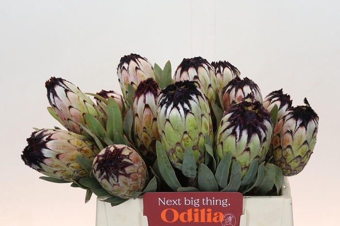 <h4>Protea Niobe</h4>