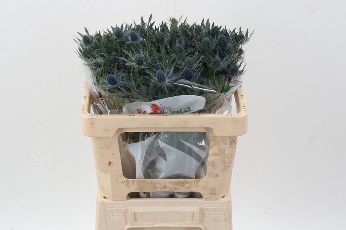 <h4>Eryn Mag Blue Lagoon</h4>