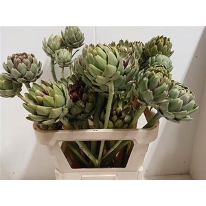 Cynara Sc Green Globe