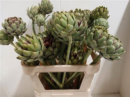 <h4>Cynara Sc Green Globe</h4>